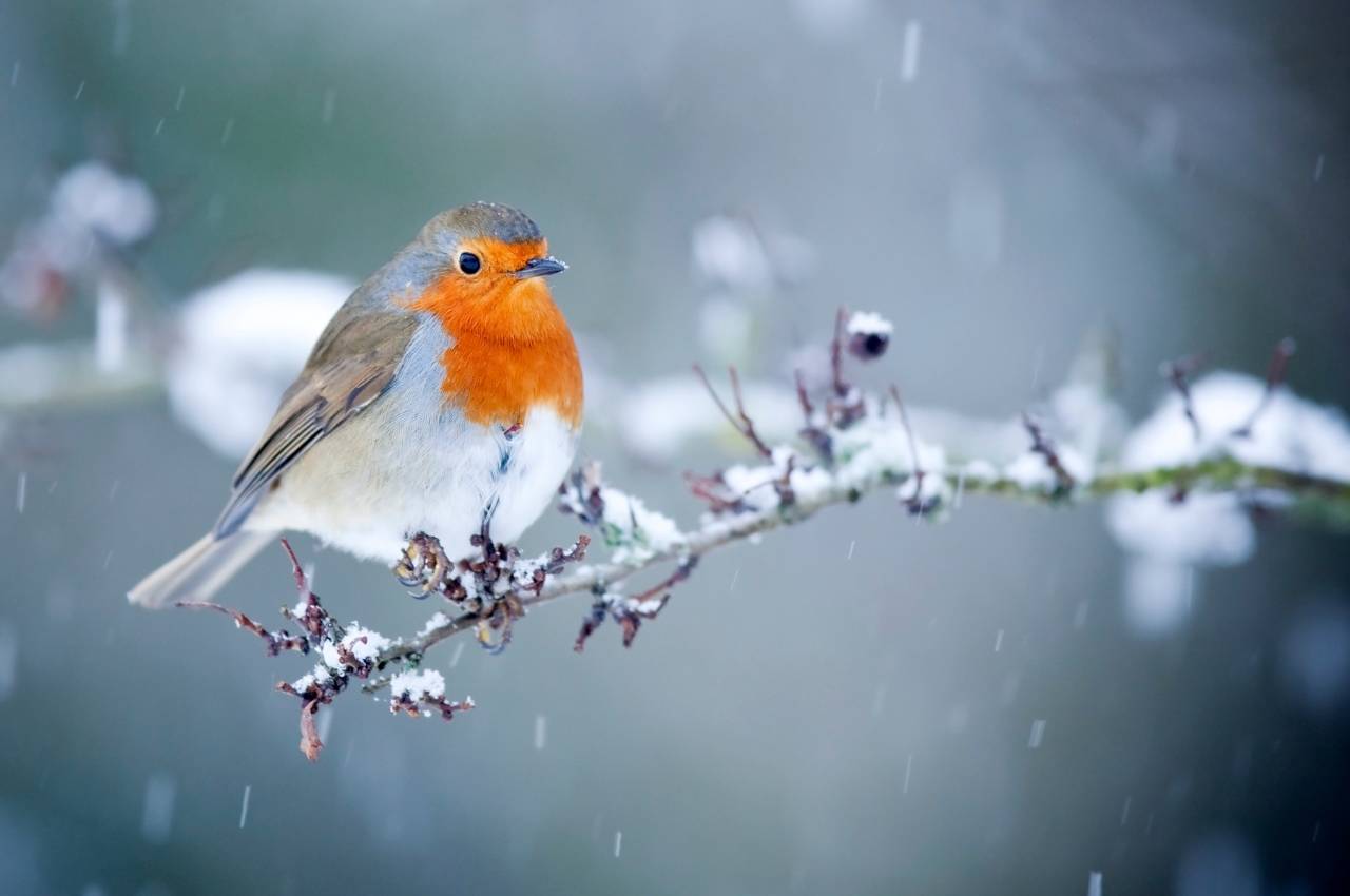 Feeding Garden Birds of England in Winter: Essential Tips for Snowy Weather